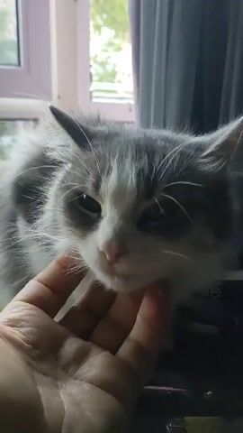 A person's hand gently strokes a gray and white cat's face and head. The cat appears relaxed, with its eyes partially closed. The background shows a window with a blurred view of greenery outside and a gray curtain. The cat is sitting on a dark surface, possibly a table, with some objects visible in the foreground, including what looks like a lighter.