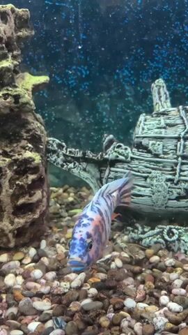 A fish tank with gravel on the bottom, rocks, and a sunken ship decoration. There are multiple fish, some colorful and some orange. The fish are swimming in the tank.