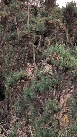 A bird is visible in the branches of a dense evergreen tree. The bird is small and dark with some white markings. It is perched on a branch and appears to be looking around. The tree is a mix of green foliage and brown branches, with some small brown seed pods or buds visible. The background is blurred and out of focus, suggesting the shot is close-up on the tree and bird.