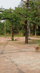 Monkeys and Buddhist monuments observed at Lumbini heritage site