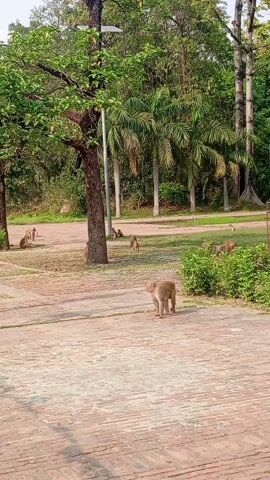 The video shows a wide, paved area with brick-like pavers, surrounded by trees. A number of monkeys are scattered across the space, some moving, some sitting. There are light poles and what looks like Buddhist prayer flags. The scene appears to be a park or similar public space. The monkeys vary in size, suggesting a mix of adults and juveniles.