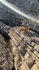 Dog walks rocky coastline in Petrovac, Montenegro
