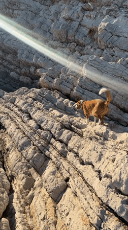Dog walks rocky coastline in Petrovac, Montenegro