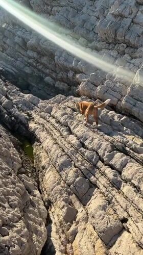 Dog walks rocky coastline in Petrovac, Montenegro