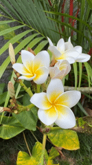 Garden ornaments and tropical flowers documented in Sukawati, Indonesia
