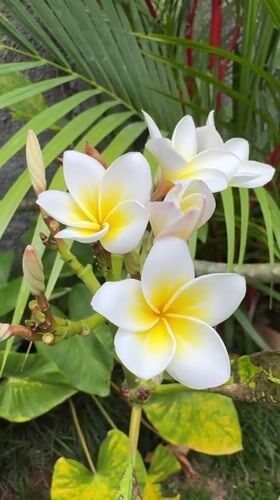 Garden ornaments and tropical flowers documented in Sukawati, Indonesia