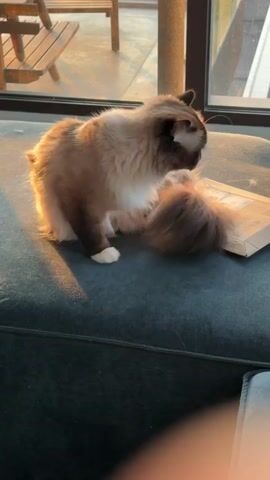 The video shows a fluffy cat with light brown and white fur sitting on a dark teal upholstered surface. The cat is facing away from the camera, looking towards a window. The window shows an outdoor scene with a wooden table and chairs bathed in warm, golden light, suggesting it is either sunrise or sunset. The cat is grooming itself, with one hind leg raised and bent. A thin, flat object, possibly a book or a package, lies on the surface next to the cat. The overall environment appears to be indoors, near a window with an outdoor view.