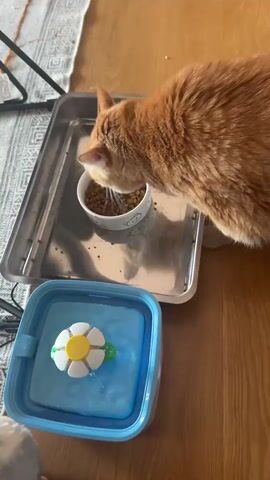 An orange cat is eating from a white bowl of cat food, which is sitting inside a rectangular metal tray. Next to the tray is a blue, collapsible pet water bowl with a white and yellow flower-shaped insert floating in the water. The cat is in focus and positioned in the upper right portion of the frame, facing left and down towards its food. The background consists of a wooden floor and a rug. The video is a static shot from a high angle.
