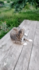 Tabby cat and a vivid dusk sky in Ustyvytsia