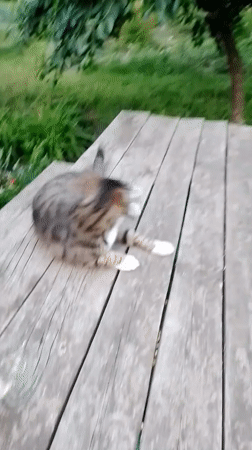 Tabby cat and a vivid dusk sky in Ustyvytsia