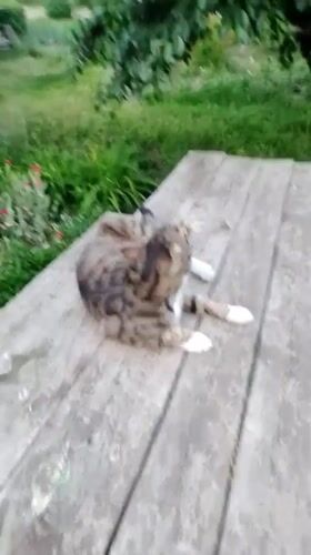 Tabby cat and a vivid dusk sky in Ustyvytsia