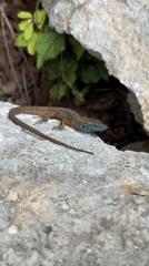 Montenegro's turquoise rivers and moss forests documented by witnesses