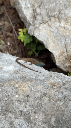 Montenegro's turquoise rivers and moss forests documented by witnesses