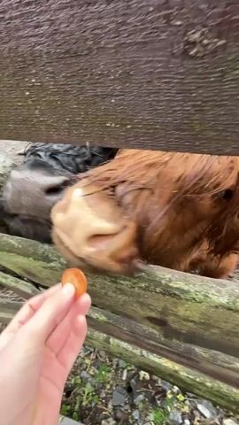 A person's hand, wearing a light-colored sleeve, offers a small, circular orange piece of carrot through a weathered wooden fence. On the other side of the fence, a brown Highland cow with long, shaggy, wet-looking fur extends its snout to take the treat. Its large, wet nose is prominent as it accepts the food. In the background, partially visible, is another Highland cow with dark, shaggy fur. The ground inside the enclosure is muddy and rocky, suggesting an outdoor setting. The wooden fence planks are old and covered with moss in places. The overall atmosphere suggests a damp or rainy day. The scene captures a friendly interaction between a person and the cow in an animal enclosure in Magnitskii, Russia.