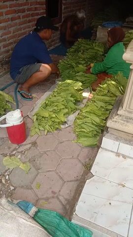 The video shows several people working outdoors near a brick wall and a paved area.  A person in a blue shirt and dark shorts, wearing flip-flops, is sitting down near a red and white thermos. They appear to be handling green leaves. To their right and slightly behind them, another person in a green shirt and head covering is also tending to a large pile of green leaves. Further back, a third person, appearing older and shirtless, is also seated and interacting with the leaves. The leaves are arranged in large piles along a low wall or ledge. The ground is paved with hexagonal tiles. There is a green mesh bag visible on the right side of the frame. The lighting suggests it is daytime.