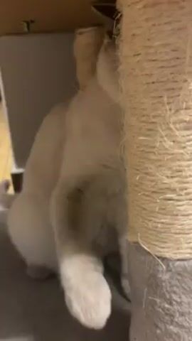 A close-up shot shows a light-colored cat with dark brown markings scratching at a sisal-covered scratching post. The cat is crouched beneath a low shelf or platform. Someone is holding a narrow, flat, wooden object, possibly a paint scraper, to the post for the cat to scratch against. The cat wears a small bell on its collar. It looks up and briefly bites the edge of the wooden object. The background is plain and indistinct.