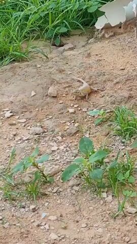 The video shows a small lizard on sandy ground. The lizard is light brown and has its tail raised. It is facing to the right of the frame. There are some green plants and small stones on the ground around the lizard. In the background, there is more green vegetation and a piece of white debris. The overall environment appears to be outdoors.