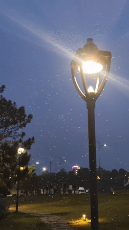 Evening scenes captured around Xuan Huong Lake, Da Lat