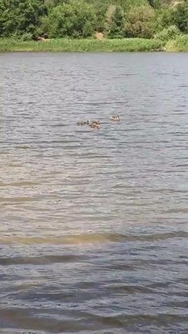 This is a video clip of a body of water with a shoreline of trees and foliage in the background. The water is a muted gray-blue color with ripples on the surface. In the middle of the water, there are several ducks swimming. Two of the ducks are larger and appear to be adults, while the others are smaller and are likely ducklings. They are spread out in a loose formation, with the larger ducks in front. The shoreline is covered with dense green trees and shrubs, with some taller grasses or reeds closer to the water's edge. The sky is visible above the trees, and it appears to be a clear day with some scattered clouds. The overall impression is a peaceful, natural scene. The time of day appears to be daytime, likely late morning or afternoon, given the lighting. There are no people or man-made objects visible in the immediate foreground or on the water, apart from the ducks themselves. The location context provided is Belaya Kalitva, Russia, which suggests a potentially rural or natural setting.