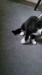 Black and white kitten observed playing on carpet in Chatham
