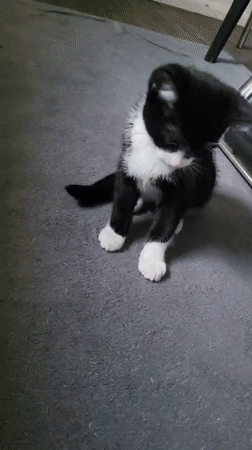 Black and white kitten observed playing on carpet in Chatham