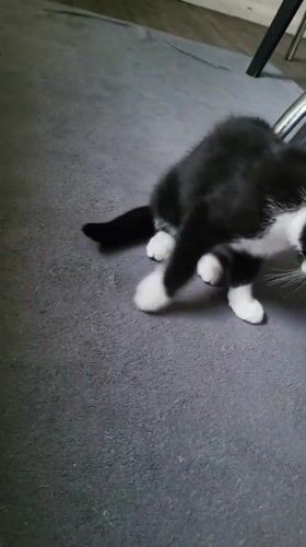 Black and white kitten observed playing on carpet in Chatham