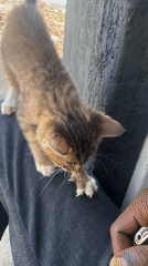 Tabby kitten plays with person's jeans in Jos