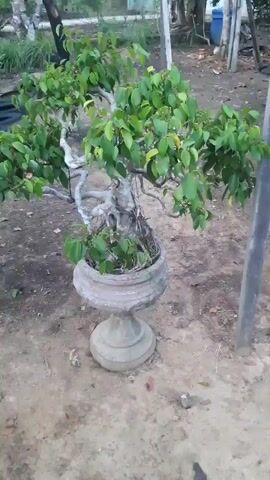A bonsai tree in a decorative pot is shown in an outdoor setting. The tree has a thick, gnarled trunk and green leaves. It is planted in a large, grey pot that is elevated on a pedestal. The ground around the pot is dirt and fallen leaves. In the background, there are some indistinct structures and vegetation. The lighting suggests it is daytime.