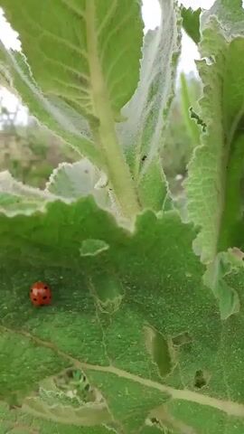 The video begins with a close-up of a ladybug on a green leaf. The camera then pans up to reveal more of the plant's fuzzy green leaves and a thin stem with a small black insect. The scene transitions to a wider shot of several tall plants with vibrant yellow flowers, set against a background of dry grass and a cloudy sky. The camera continues to zoom out, showing the plants in their natural environment.