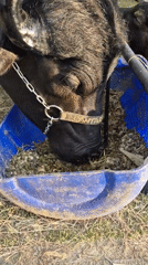 Chained buffalo feeds from container in Caracas