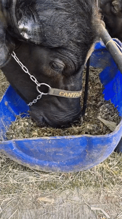 Chained buffalo feeds from container in Caracas