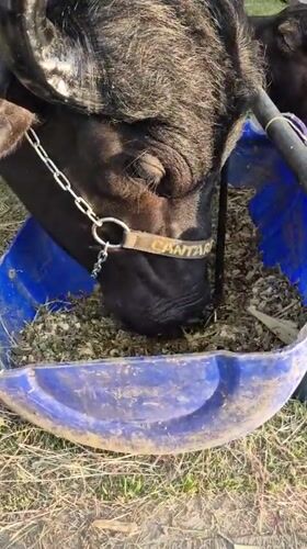 Chained buffalo feeds from container in Caracas