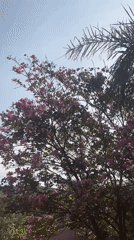 Spring scenes captured in Ouaouizert: flowering tree, sleeping cat
