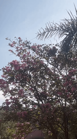 Spring scenes captured in Ouaouizert: flowering tree, sleeping cat