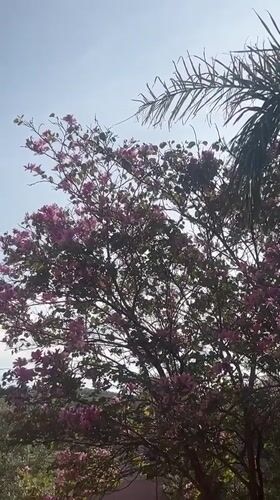 Spring scenes captured in Ouaouizert: flowering tree, sleeping cat