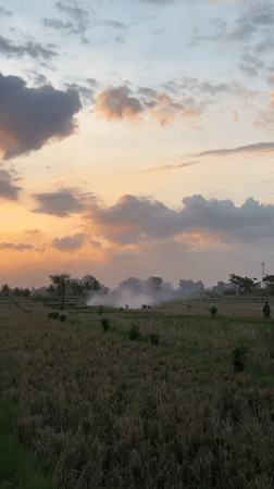 Golden sunset illuminates Mengwi rice fields, Indonesia