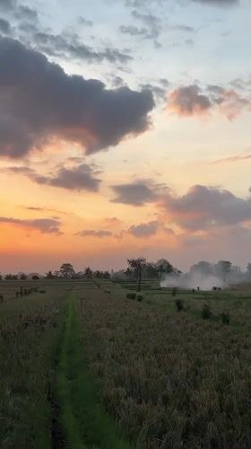 Golden sunset illuminates Mengwi rice fields, Indonesia