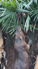 Zoo animals and visitor crowds documented in Jiulongpo District