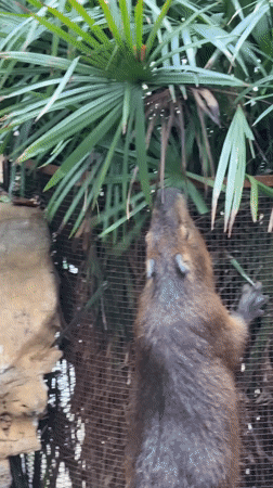 Zoo animals and visitor crowds documented in Jiulongpo District