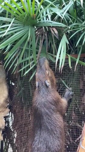Zoo animals and visitor crowds documented in Jiulongpo District