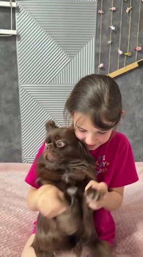 Girl tenderly holds Chihuahua on bed in Taman, Russia