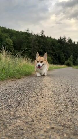 A corgi dog walks on a dirt path next to a grassy field. The dog is brown and white with its tongue hanging out. The path is surrounded by trees and the sky is cloudy.