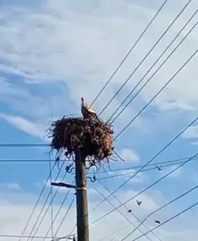 A white stork stands prominently in a large, messy nest made of branches and twigs, perched on top of a wooden utility pole. The nest is substantial, with many loose branches extending downwards. Multiple power lines crisscross the frame, stretching across a bright blue sky dotted with scattered white clouds. The stork, with its long legs and distinctive white plumage, is seen standing upright in the nest. Around the 0:02 mark, the stork briefly opens and closes its beak, performing a characteristic clattering motion. Smaller, dark birds are visible as tiny silhouettes perched on the distant power lines. The scene is brightly lit, indicating daytime. The setting suggests a rural or semi-urban environment, common for storks nesting on such structures in places like Roza, Bulgaria.
