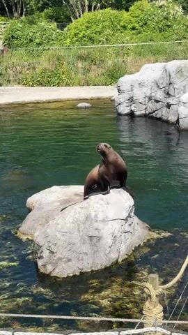 A sea lion is sitting on a rock in a pool of water. The sea lion is brown and has a black flipper. The water is green and there are rocks and plants in the background. The sea lion is looking to the left.