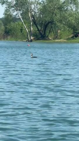 The video shows a bird swimming on a lake. The bird is mostly black with some brown on its neck and head. The lake is blue and has small ripples on the surface. In the background, there is a shoreline with trees. There is an orange buoy on the lake. The bird swims for a short distance and then disappears underwater. In the distance a jet ski zooms by.