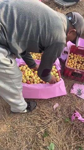 A man in a grey sweatshirt, light grey pants, and a baseball cap is loading apricots into pink-lined crates. The crates are arranged in a line beside a pickup truck, with a stack of empty yellow crates in the truck bed. The scene takes place outdoors, in an orchard with dry grass and trees visible in the background. The sky is clear blue with scattered clouds. The man is bending over, carefully arranging the apricots in the crates.
