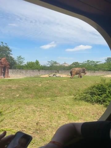 The video shows an elephant in an outdoor enclosure with a grassy field and a stone wall in the background. There are some domed structures behind the wall and trees. In the foreground, there is a bush and a person's arm and hand visible. The person is holding a phone and appears to be recording or taking a photo of the elephant. The sky is blue with some clouds.