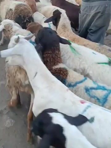 The video shows a flock of sheep in an outdoor market. Some of the sheep have blue and red markings on their wool, possibly for identification or sale. A person's legs, wearing dark pants, are visible in the upper right portion of the frame, suggesting a seller or handler is present. The ground appears to be dirt or sand. The sheep are standing close together, some facing forward, others looking sideways. The lighting suggests it is daytime, possibly overcast.