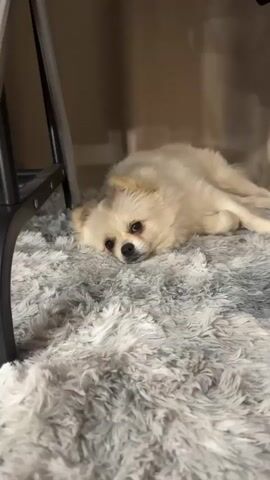 A small, light-colored dog with dark eyes and a black nose lies on a fluffy, grey rug. The dog is positioned in the foreground, looking directly at the camera with a relaxed and somewhat melancholic expression. Its body is stretched out, with its head resting on the rug. To the left of the dog, a portion of a black metal chair leg is visible, angled downwards. The background is softly blurred, revealing a neutral-colored wall. The lighting suggests an indoor setting, possibly during the day or evening, as there are no strong indicators of natural light or specific time of day. The overall mood is calm and peaceful. There is no visible text in the image.