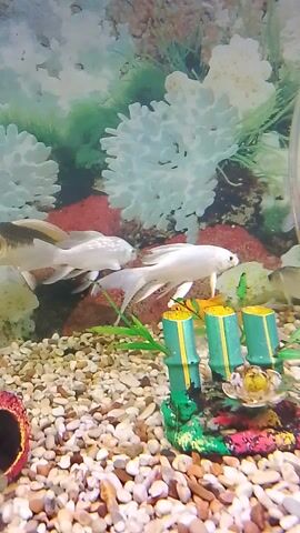 A video captures an aquarium with several goldfish swimming. A large white goldfish with black markings is prominent in the foreground, facing towards the right. Two smaller white goldfish swim below it, their tails fanned out. In the background, a speckled orange and white goldfish is partially visible. The aquarium contains decorative elements including white, lacy artificial plants, a cluster of colorful tubes, and small pebbles on the bottom. A clear tube or pipe is visible entering the aquarium from the top left.
